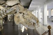 museo di anatomia comparata bologna 8-2022 4680